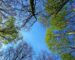 mabelamber-tree-3353617